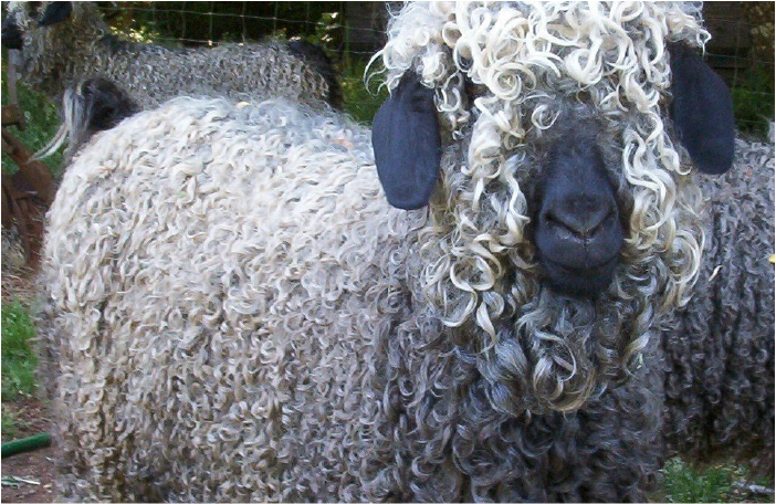 Mohair