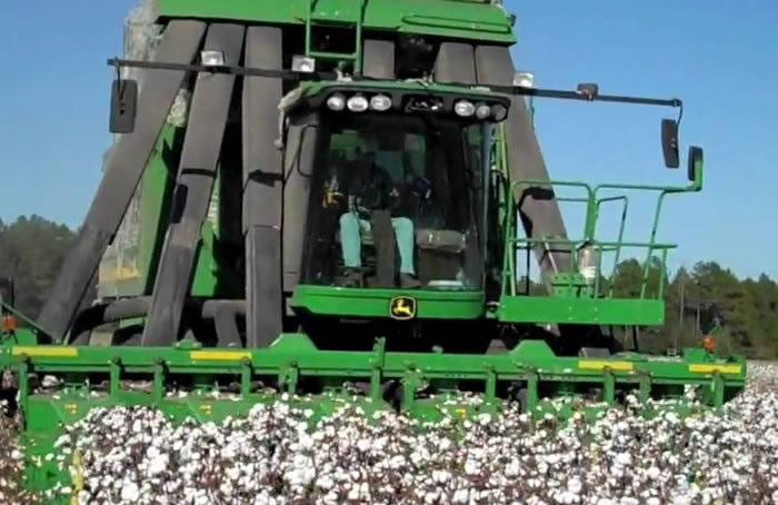 Cultivo de alodón americano