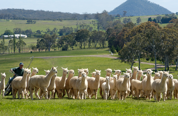 Alpacas australianas
