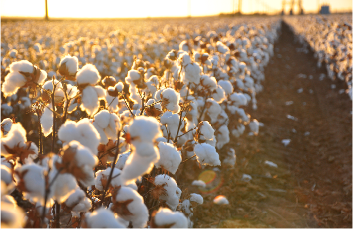 Sembrío de algodón