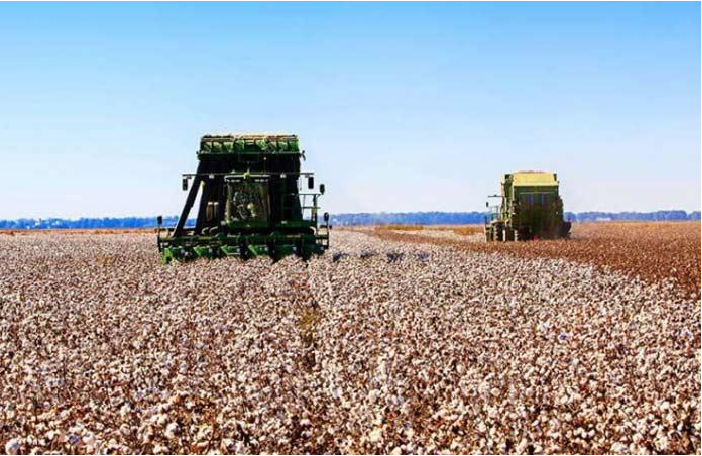 Sembrío de algodón