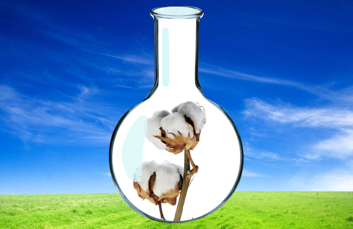Algodón en tubo de ensayo