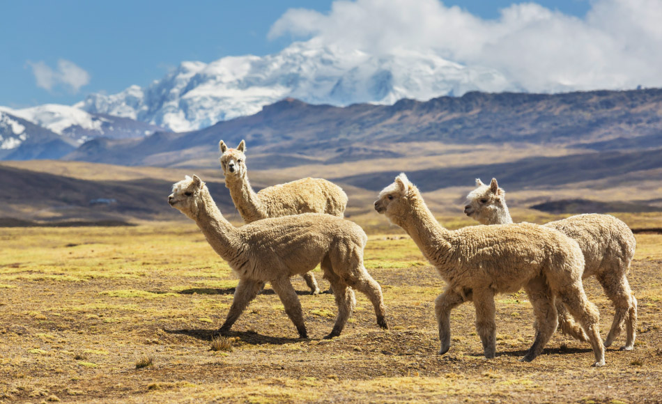 Alpaca peruana: una fibra estratégica que fortalece al Perú en el mercado textil mundial